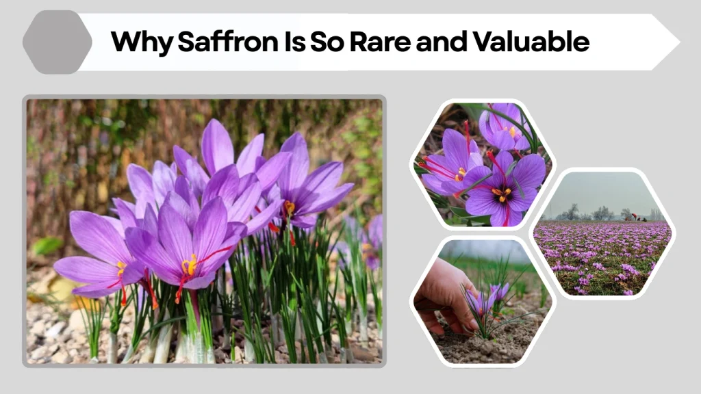 Why Saffron Is So Rare and Valuable