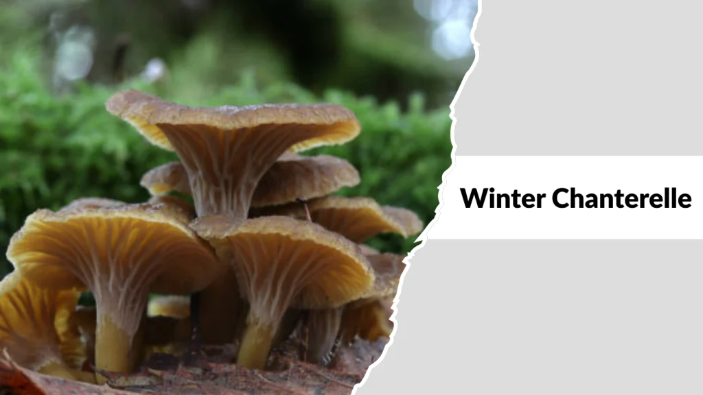 Winter Chanterelle