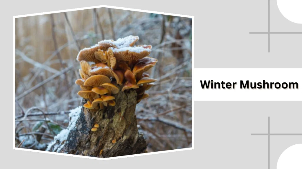 Winter Mushroom