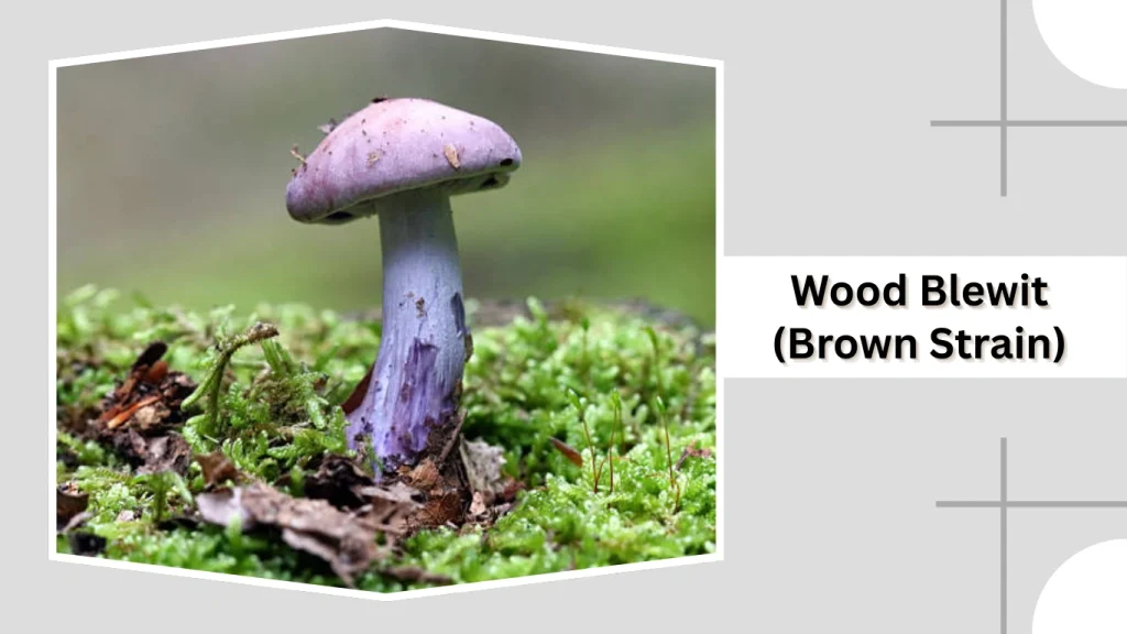 Wood Blewit (Brown Strain)