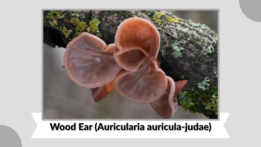 Wood Ear (Auricularia auricula-judae)