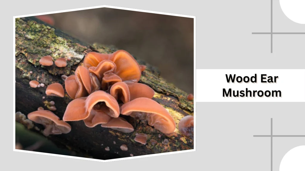 Wood Ear Mushrooms