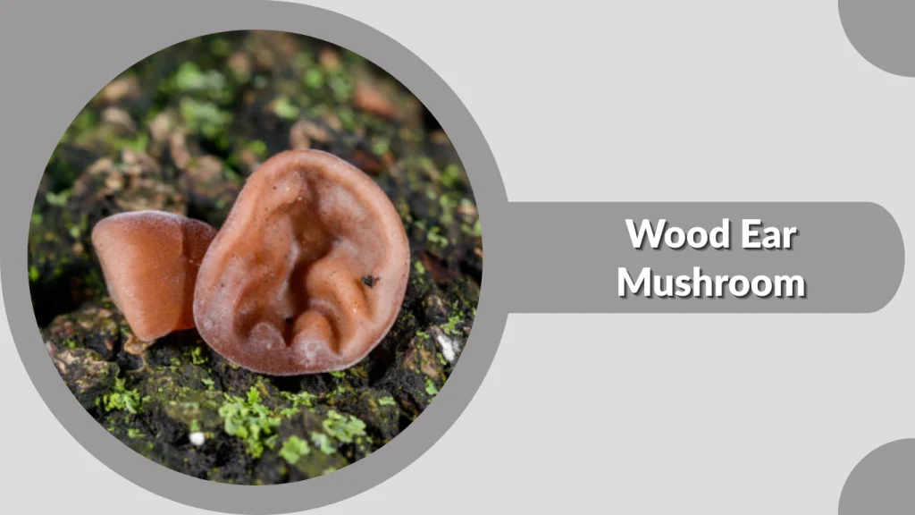 Wood Ear Mushroom