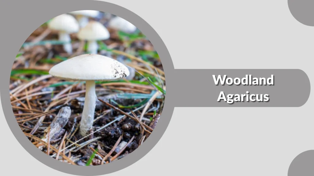 Woodland Agaricus