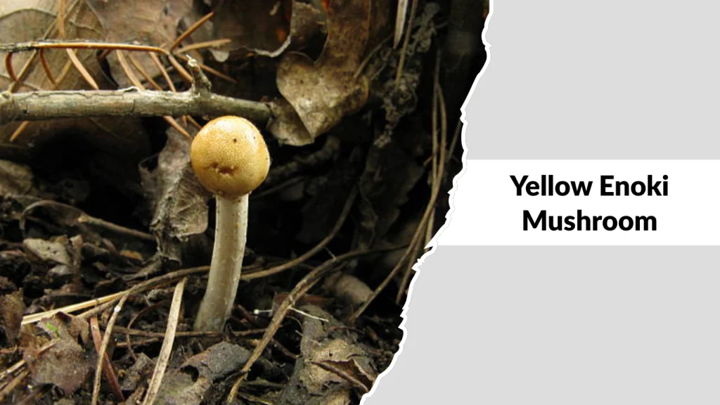 Yellow Enoki Mushroom