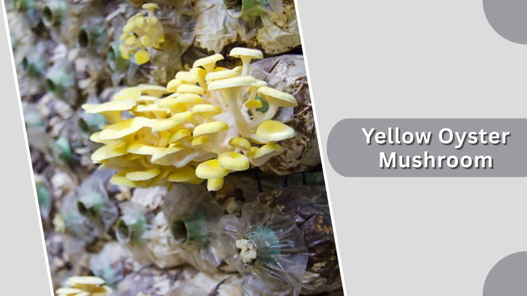 Yellow Oyster Mushroom