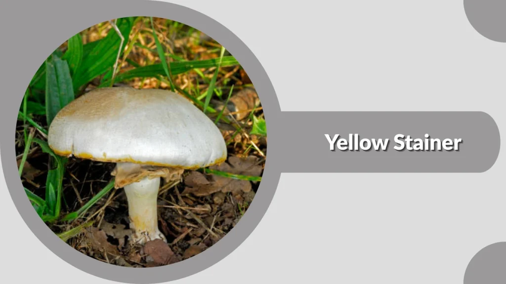 Yellow Stainer