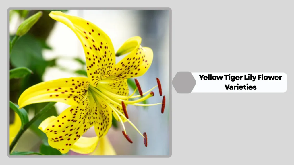 Yellow Tiger Lily Flower Varieties