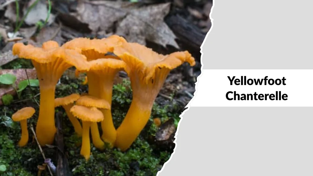 Yellowfoot Chanterelle