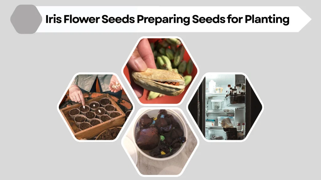 httpswdemy.comtoolsproductcapcut-pro