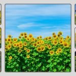 Best Sunflower Seeds That Grow Properly: 11 Seeds Reviewed in 2026