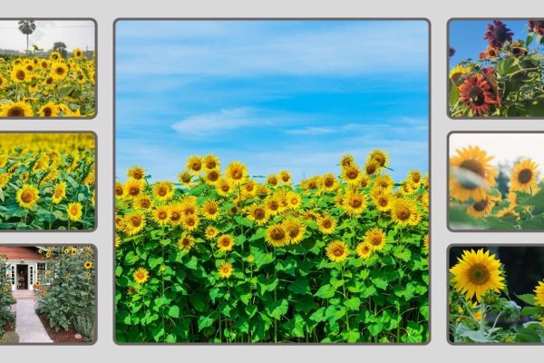 Best Sunflower Seeds That Grow Properly: 11 Seeds Reviewed in 2026