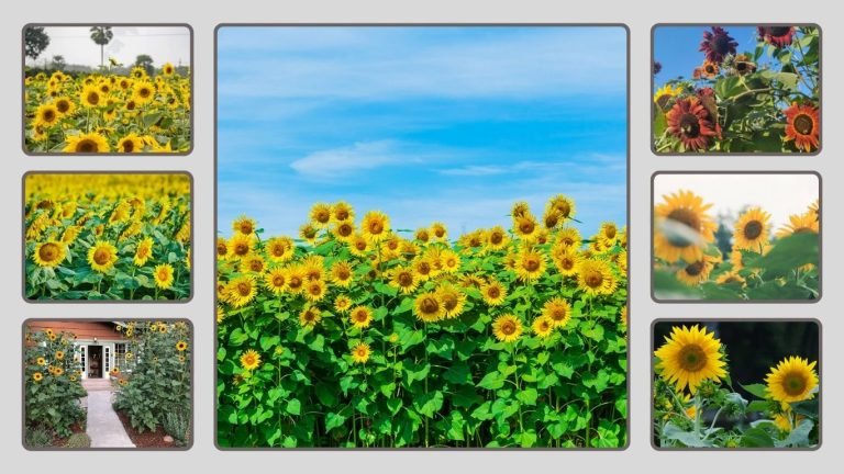 Best Sunflower Seeds That Grow Properly: 11 Seeds Reviewed in 2026