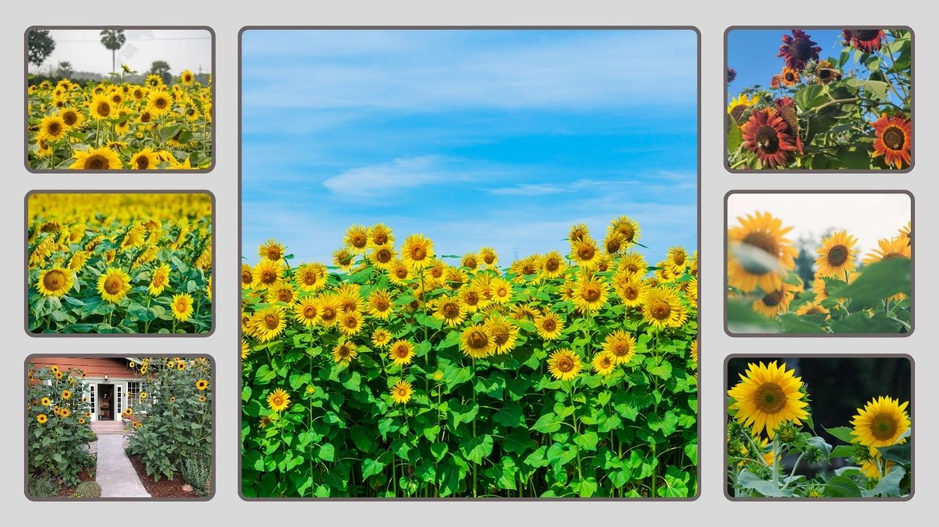 Best Sunflower Seeds That Grow Properly: 11 Seeds Reviewed in 2026