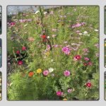 10 Best Flower Seed Mixes: Choose the Best Seeds in 2026