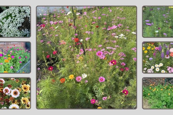 10 Best Flower Seed Mixes: Choose the Best Seeds in 2026