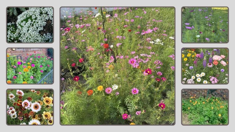 10 Best Flower Seed Mixes: Choose the Best Seeds in 2026
