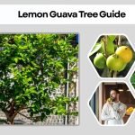 Lemon Guava Tree Guide: Identification, Benefits, and Uses