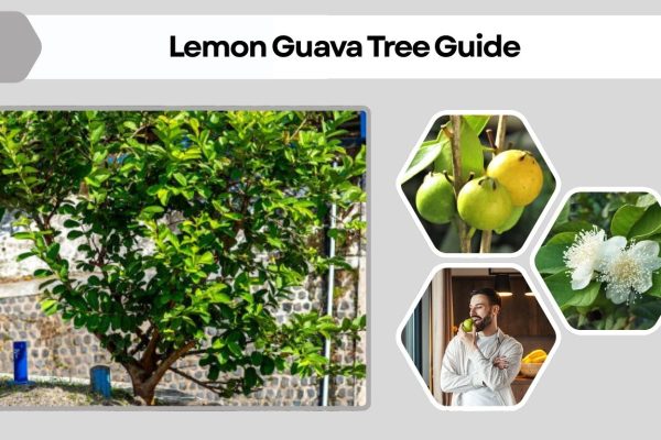 Lemon Guava Tree Guide: Identification, Benefits, and Uses
