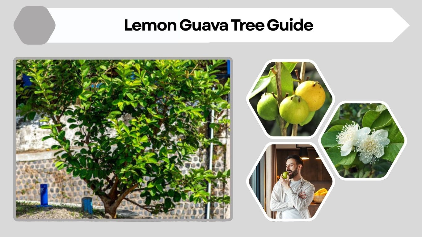 Lemon Guava Tree Guide: Identification, Benefits, and Uses