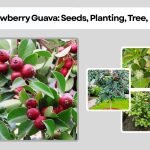 Strawberry Guava: Seeds, Planting, Tree, Benefits, Identification, and Pictures
