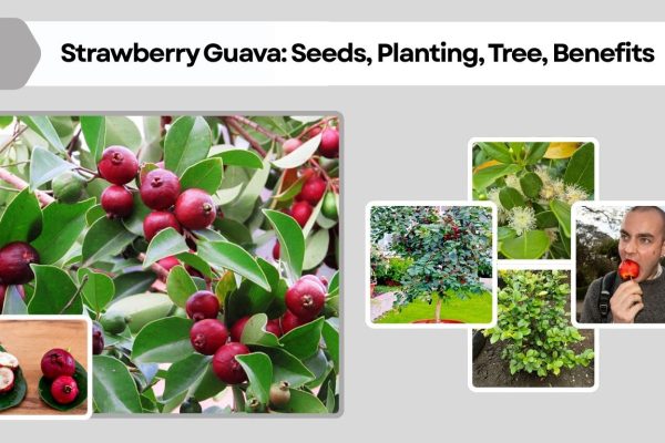 Strawberry Guava: Seeds, Planting, Tree, Benefits, Identification, and Pictures