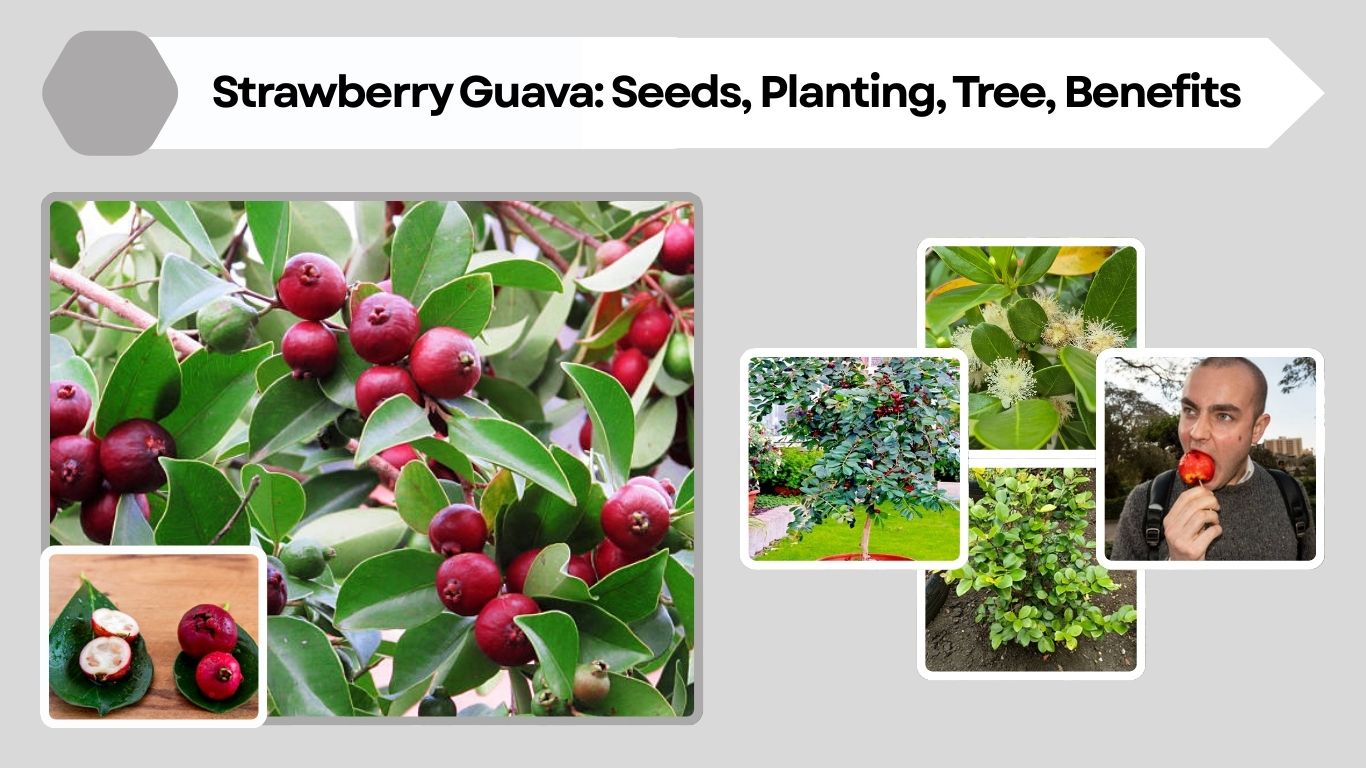 Strawberry Guava: Seeds, Planting, Tree, Benefits, Identification, and Pictures