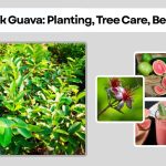 Pink Guava: Planting, Tree Care, Benefits & Identification