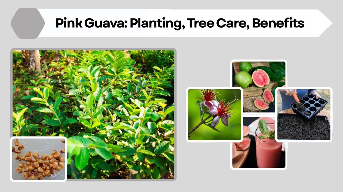 Pink Guava: Planting, Tree Care, Benefits & Identification