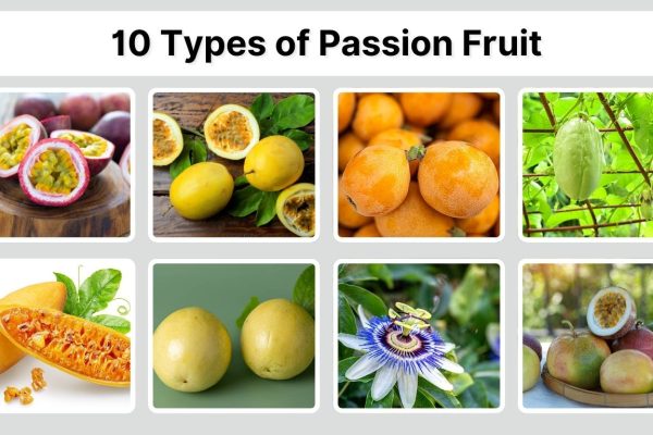 10 Types of Passion Fruit: Identification with Picture