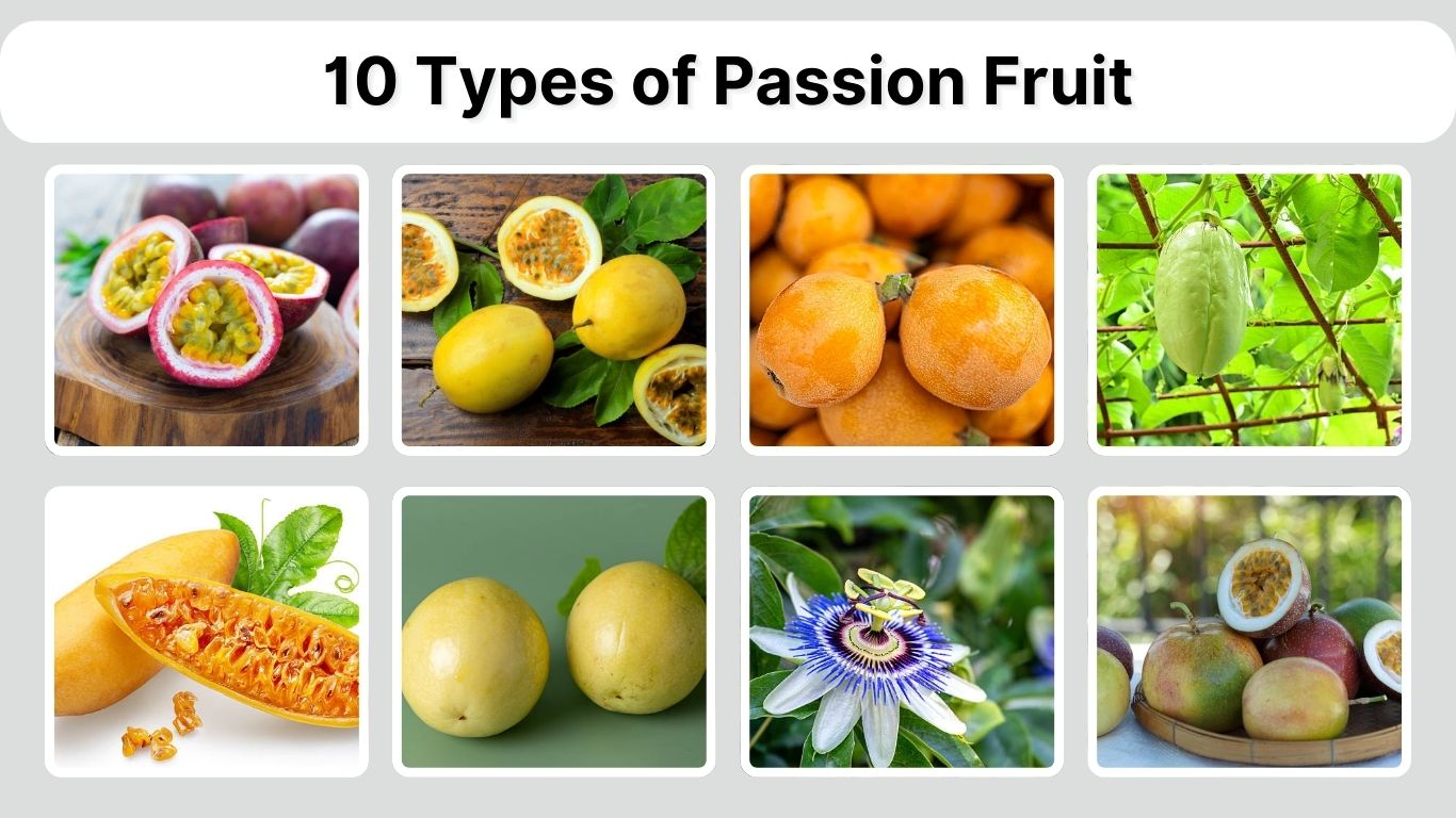 10 Types of Passion Fruit: Identification with Picture