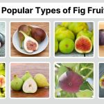 10 Popular Types of Fig Fruits You Should Know: Id with Pictures