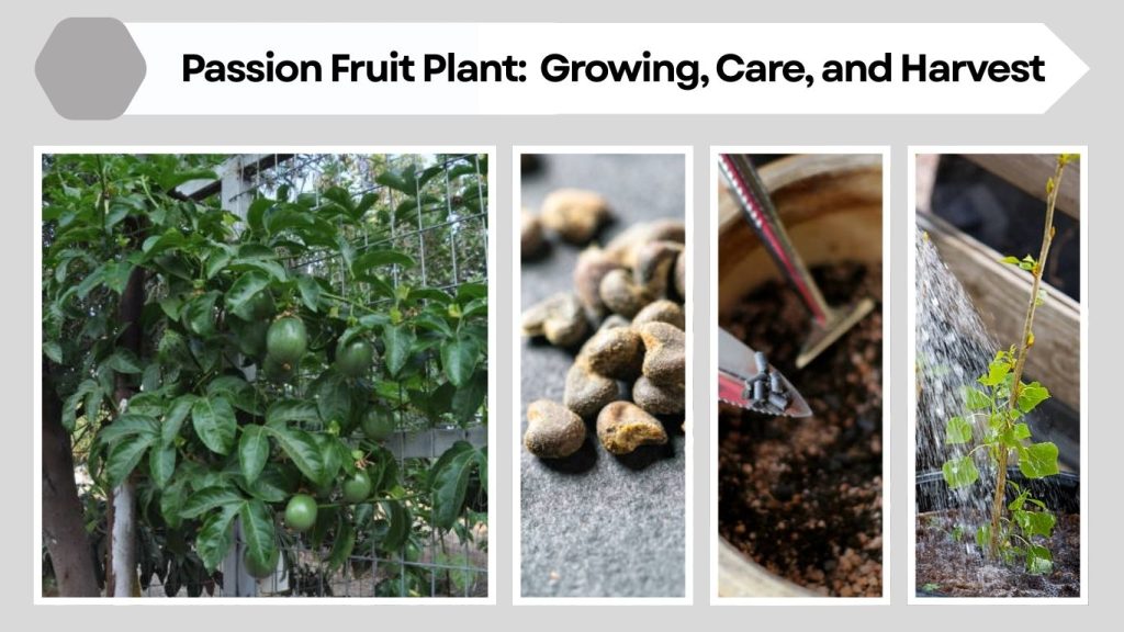 Passion Fruit Plant: Complete Guide to Growing, Care, and Harvest