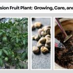 Passion Fruit Plant: Complete Guide to Growing, Care, and Harvest