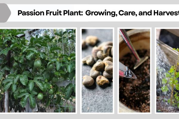 Passion Fruit Plant: Complete Guide to Growing, Care, and Harvest