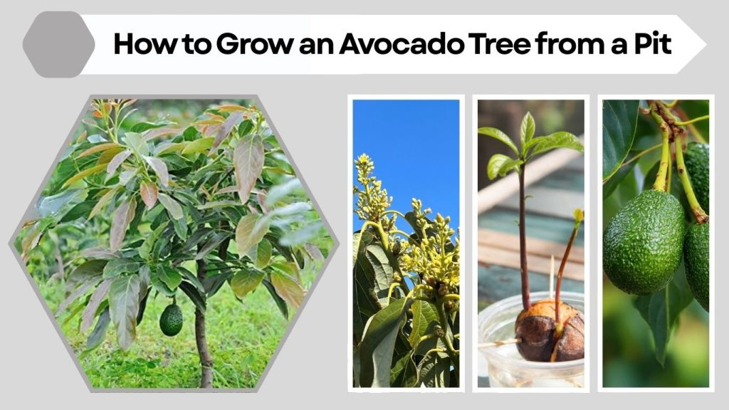 How to Grow an Avocado Tree from a Pit (Step-by-Step Guide)