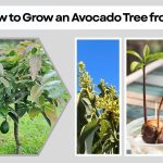 How to Grow an Avocado Tree from a Pit (Step-by-Step Guide)