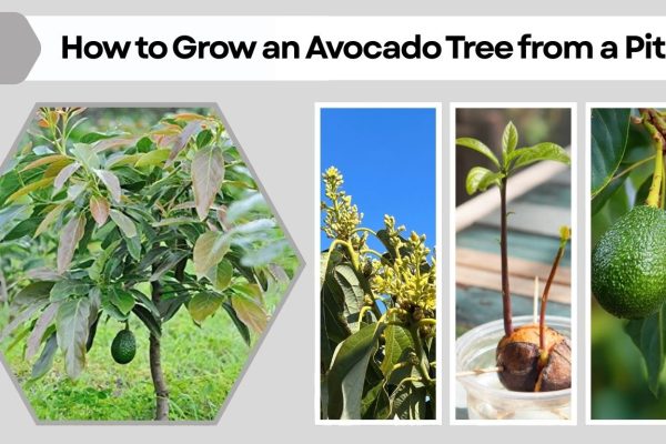 How to Grow an Avocado Tree from a Pit (Step-by-Step Guide)