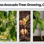 Hass Avocado Tree: Growing, Care, and Complete Guide