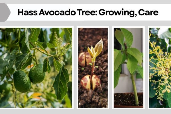 Hass Avocado Tree: Growing, Care, and Complete Guide
