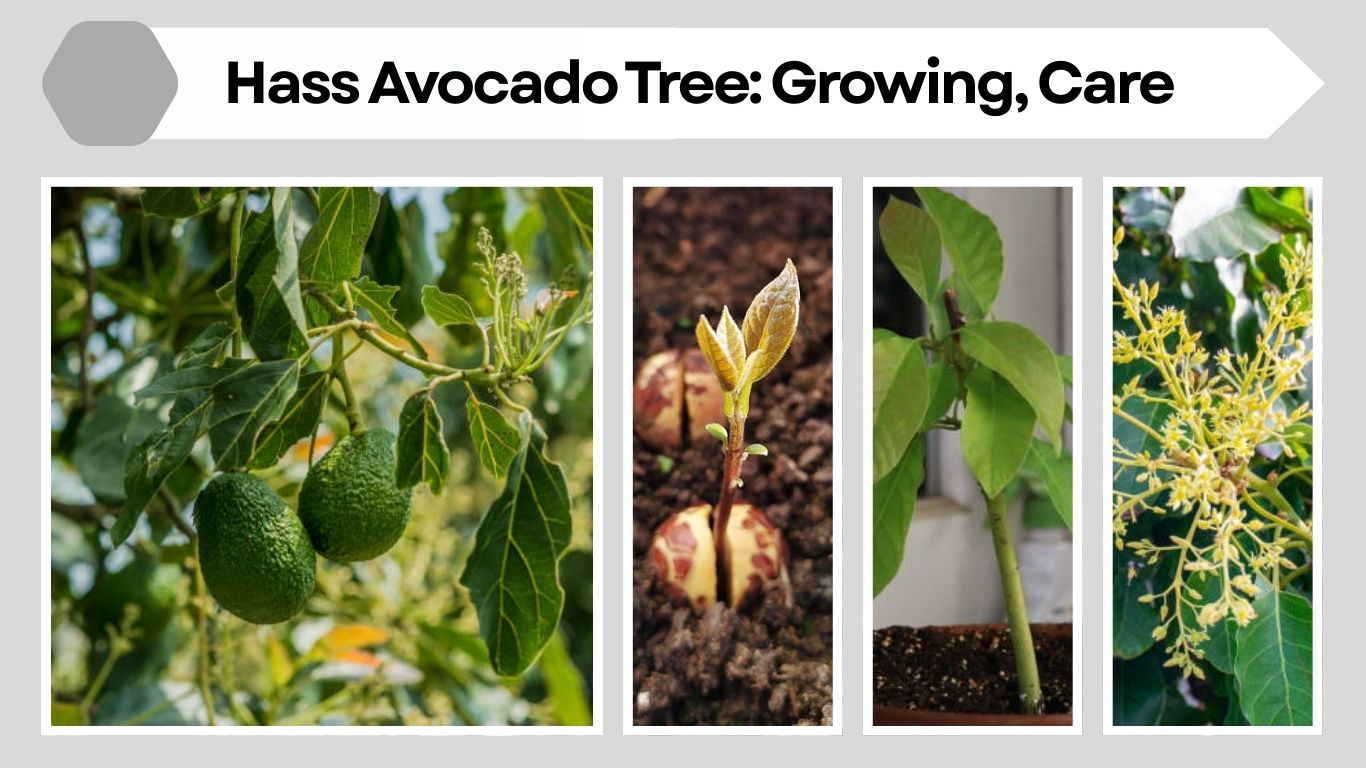 Hass Avocado Tree: Growing, Care, and Complete Guide