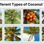 15 Different Types of Coconut Trees: Identification with Pictures