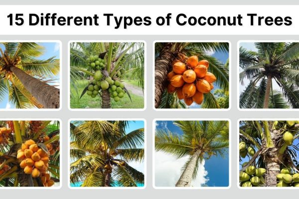 15 Different Types of Coconut Trees: Identification with Pictures
