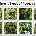 15 Different Types of Avocado Trees: Identification with Pictures 