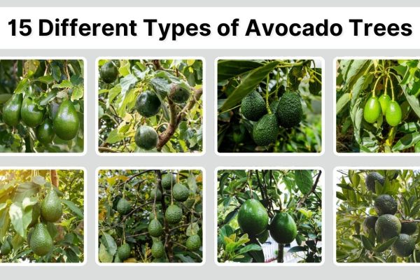 15 Different Types of Avocado Trees: Identification with Pictures 