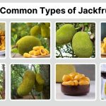 15 Common Types of Jackfruit You Should Know