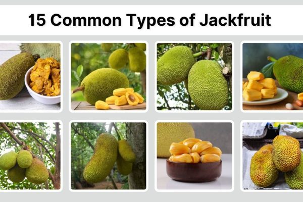 15 Common Types of Jackfruit You Should Know