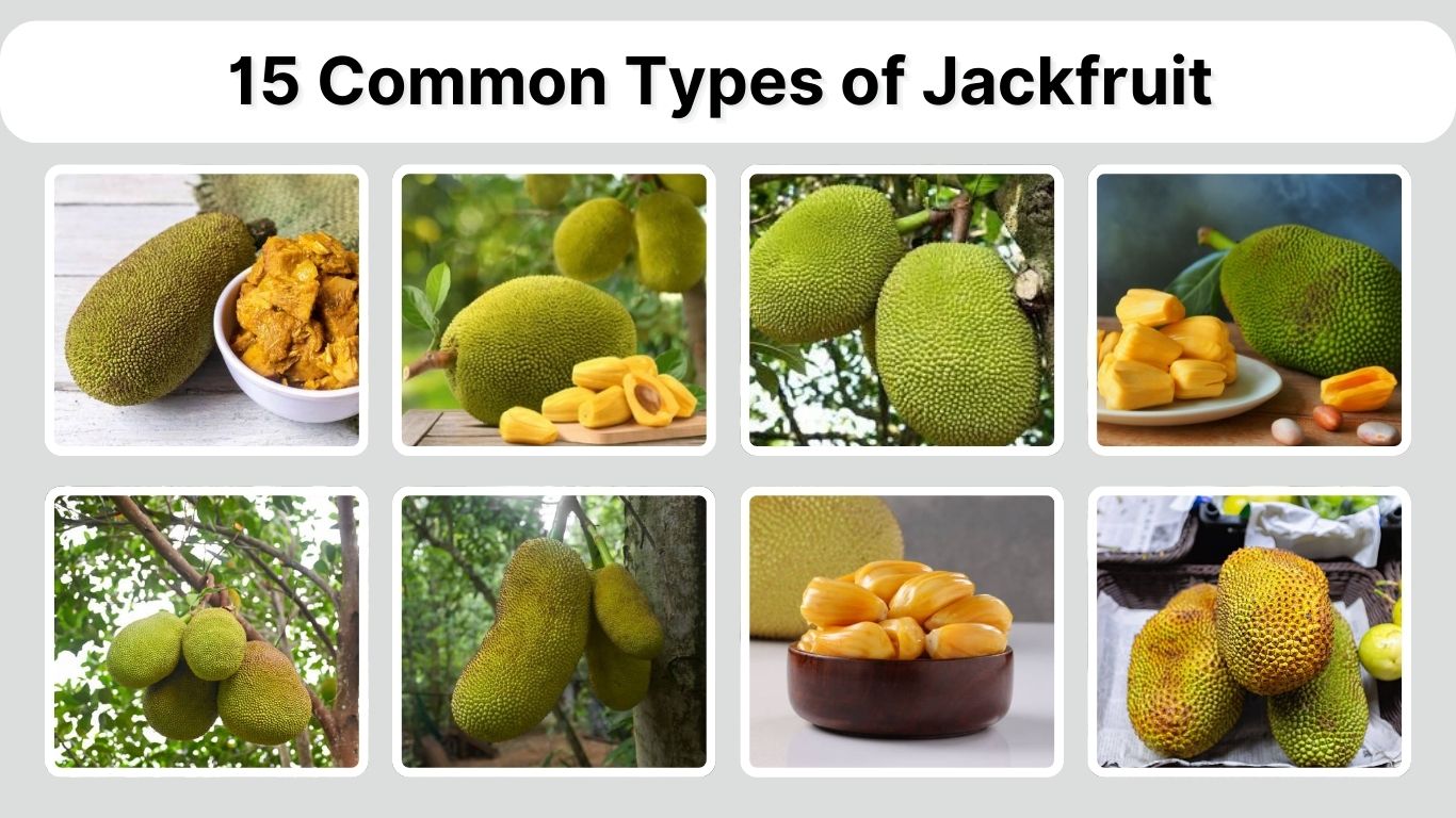 15 Common Types of Jackfruit You Should Know