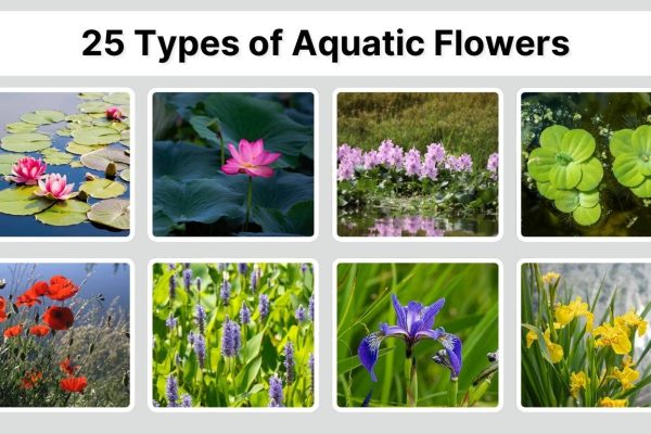 25 Types of Aquatic Flowers to Grow in Water: ID with Picture