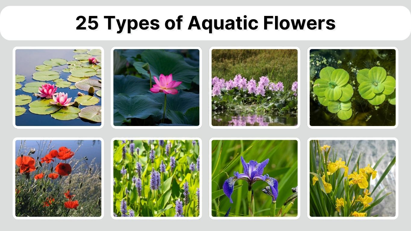 25 Types of Aquatic Flowers to Grow in Water: ID with Picture